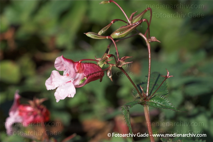 Drüsiges Springkraut. Impatiens glandulifers
10.  10. 2010. Berlin. Flora. Pflanzen. Drüsiges Springkraut. (Impatiens glandulifera) Balsaminengewächse (Balsaminaceae)
Schlüsselwörter: 2010;Balsaminaceae;Balsaminengewächse;Berlin;Drüsiges Springkraut;Flora;Impatiens glandulifera;Pflanzen;plants;Springkraut