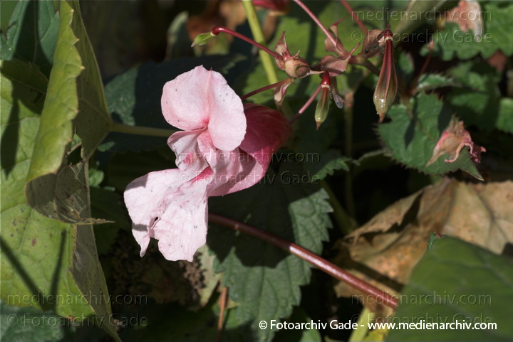 Drüsiges Springkraut. Impatiens glandulifers
10.  10. 2010. Berlin. Flora. Pflanzen. Drüsiges Springkraut. (Impatiens glandulifera) Balsaminengewächse (Balsaminaceae)
Schlüsselwörter: 2010;Balsaminaceae;Balsaminengewächse;Berlin;Drüsiges Springkraut;Flora;Impatiens glandulifera;Pflanzen;plants;Springkraut