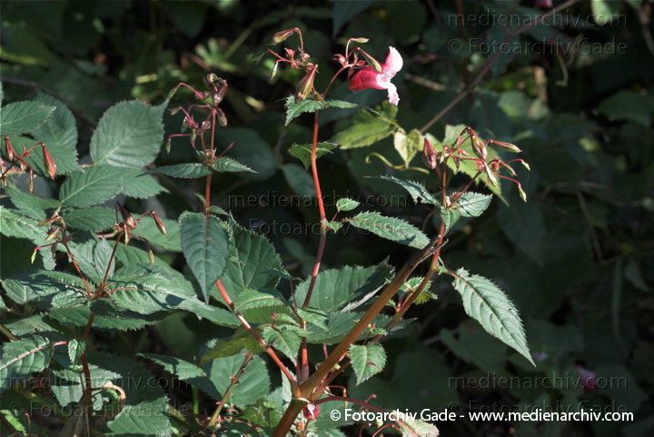 Drüsiges Springkraut. Impatiens glandulifers
10.  10. 2010. Berlin. Flora. Pflanzen. Drüsiges Springkraut. (Impatiens glandulifera) Balsaminengewächse (Balsaminaceae)
Schlüsselwörter: 2010;Balsaminaceae;Balsaminengewächse;Berlin;Drüsiges Springkraut;Flora;Impatiens glandulifera;Pflanzen;plants;Springkraut