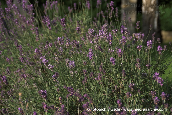 Echte Lavendel oder Schmalblättrige Lavendel
2009.  Flora. Pflanzen. Echte Lavendel oder Schmalblättrige Lavendel (Lavandula angustifolia, Syn. Lavandula officinalis, Lavandula vera)
Schlüsselwörter: 2009;Echte Lavendel;Flora;Lavandula angustifolia;Lavendel;Natur;Pflanzen;plants;Schmalblättrige Lavendel