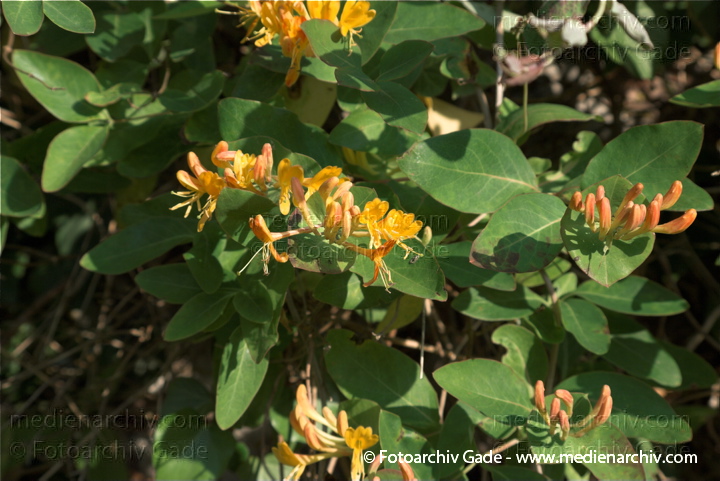 Gartengeißblatt. Lonicera caprifolium. Echtes Geißblatt
10.  6. 2009. Mecklenburg-Vorpommern. Carwitz. Flora Pflanzen. Blüten. Gartengeißblatt (Lonicera caprifolium) Echtes Geißblatt Geißblattgewächse (Caprifoliaceae)
Schlüsselwörter: 2009;Caprifoliaceae;Echtes Geißblatt;Flora;Jelängerjelieber;Natur;onicera caprifolim;Pflanzen;plants;Wohlriechendes Geißblatt