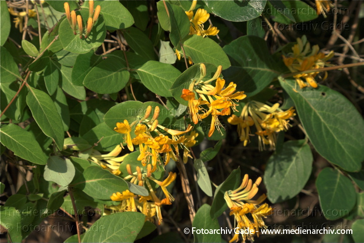 Gartengeißblatt. Lonicera caprifolium. Echtes Geißblatt
11.  6. 2009. Mecklenburg-Vorpommern. Carwitz. Flora Pflanzen. Blüten. Gartengeißblatt (Lonicera caprifolium) Echtes Geißblatt Geißblattgewächse (Caprifoliaceae)
Schlüsselwörter: 2009;Caprifoliaceae;Echtes Geißblatt;Flora;Jelängerjelieber;Natur;onicera caprifolim;Pflanzen;plants;Wohlriechendes Geißblatt