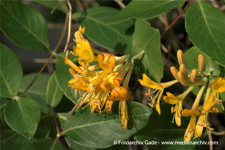 Gartengeißblatt. Lonicera caprifolium. Echtes Geißblatt
12.  6. 2009. Mecklenburg-Vorpommern. Carwitz. Flora Pflanzen. Blüten. Gartengeißblatt (Lonicera caprifolium) Echtes Geißblatt Geißblattgewächse (Caprifoliaceae)
Schlüsselwörter: 2009;Caprifoliaceae;Echtes Geißblatt;Flora;Jelängerjelieber;Natur;onicera caprifolim;Pflanzen;plants;Wohlriechendes Geißblatt