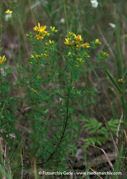 Echte Johanniskraut (Hypericum perforatum)
2009.  Flora. Pflanzen. Echte Johanniskraut (Hypericum perforatum)
Schlüsselwörter: 2009;Berlin;Echte Johanniskraut;Flora;Hypericum perforatum;Natur;Pflanzen;plants;Wedding