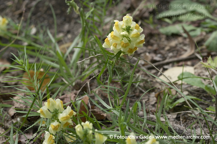 Echtes Leinkraut. Linaria vulgaris
18.  9. 2010. Berlin. Flora. Pflanzen. Echtes Leinkraut (Linaria vulgaris)
Schlüsselwörter: 2010;Berlin;Echtes Leinkraut;Flora;Linaria vulgaris;Natur;Pflanzen;plants;Rehberge;Wedding