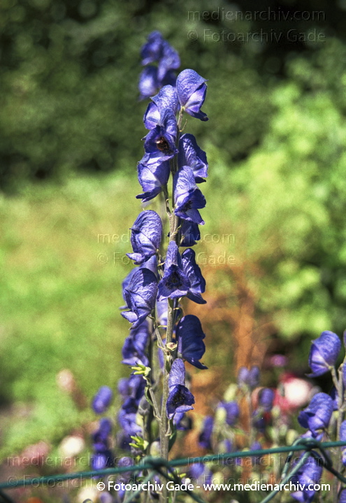 Fischland.  Hahnenfussgewächse. Blauer Eisenhut Sturmhut. Aconitum capellus. Giftig
Juli 2001.   Mecklenburg-Vorpommern. Fischland. Flora Pflanzen. Hahnenfussgewächse. Blauer Eisenhut Sturmhut (Aconitum capellus) Giftig
Schlüsselwörter: 2001;Blauer Eisenhut;Blume;Deutschland;Flora;Geschützt;Hahnenfussgewächse;Mecklenburg-Vorpommern;Natur;Pflanzen;plants;Sturmhut