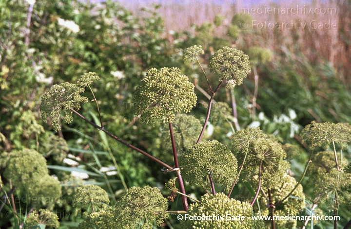 Gewöhnlicher Arznei-Engelwurz. Angelica archangelica ssp. archangelics
Juli 2001.  Mecklenburg-Vorpommern. Fischland. Flora. Pflanze.  Gewöhnlicher Arznei-Engelwurz (Angelica archangelica ssp. archangelica).   Doldenblütler (Apiaceae) Weisse Blüten.
Schlüsselwörter: 2001;Engelwurz;Flora;Gewöhnliche Arznei-Engelwurz;Pflanzen;plants