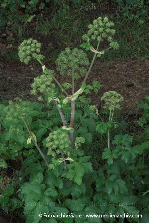 Engelwurzen (Angelica)
31.  5. 2009. Berlin. Mitte. Wedding. Flora. Pflanzen. Blüten. Engelwurzen (Angelica)
Schlüsselwörter: 2009;Angelica;Berlin;Blüte;Engelwurzen;Flora;Natur;Pflanzen;plants