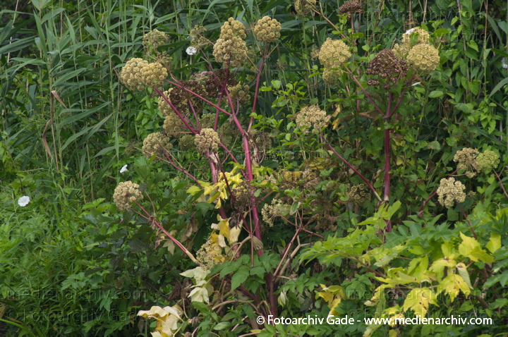 Engelwurz. Angelica archangelics
8.  7. 2012. Brandenburg. Flora. Pflanzen. Engelwurz (Angelica archangelica) auch: Angelik, Engelbrustwurz, Erzengelwurz, Erzengelwurzel, Gartenangelik, Giftwürze, Heiligenbitter, Heiliggeistwurzel, Heiligengeistwurzel, Theriakwurzel
Schlüsselwörter: 2012;Angelica archangelica;Brandenburg;Engelwurz;Flora;Pflanzen;plants