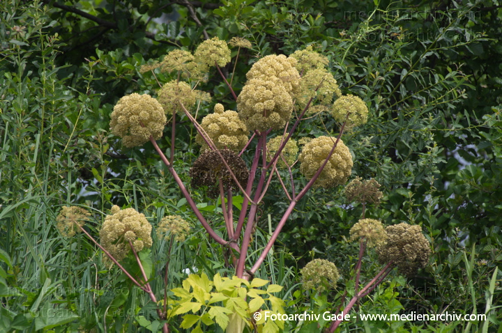 Engelwurz. Angelica archangelics
8.  7. 2012. Brandenburg. Flora. Pflanzen. Engelwurz (Angelica archangelica) auch: Angelik, Engelbrustwurz, Erzengelwurz, Erzengelwurzel, Gartenangelik, Giftwürze, Heiligenbitter, Heiliggeistwurzel, Heiligengeistwurzel, Theriakwurzel
Schlüsselwörter: 2012;Angelica archangelica;Brandenburg;Engelwurz;Flora;Pflanzen;plants