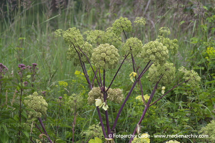 Engelwurz. Angelica archangelics
4.  7. 2012. Brandenburg. Flora. Pflanzen. Engelwurz (Angelica archangelica) auch: Angelik, Engelbrustwurz, Erzengelwurz, Erzengelwurzel, Gartenangelik, Giftwürze, Heiligenbitter, Heiliggeistwurzel, Heiligengeistwurzel, Theriakwurzel
Schlüsselwörter: 2012;Angelica archangelica;Brandenburg;Engelwurz;Flora;Pflanzen;plants