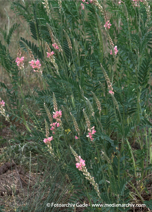 Tiergarten.  Esparsette. Onobrychis vicifolia. - Schmetterlingsblütler
3.  5. 2009. Berlin. Berlin-Mitte. Tiergarten. Flora Pflanzen. Esparsette (Onobrychis vicifolia) - Schmetterlingsblütler
Schlüsselwörter: 2009;Berlin;Blüte;Esparsette;Flora;Natur;Onobrychis vicifolia;Pflanzen;plants