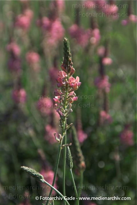 Esparsette. Onobrychis vicifolia. - Schmetterlingsblütler
17.  5. 2009. Berlin. Berlin-Mitte. Flora Pflanzen. Esparsette (Onobrychis vicifolia) - Schmetterlingsblütler
Schlüsselwörter: 2009;Espasette;Flora;Natur;Onobrychis viciifolia;Pflanzen;plants;Schmetterlingsblütler