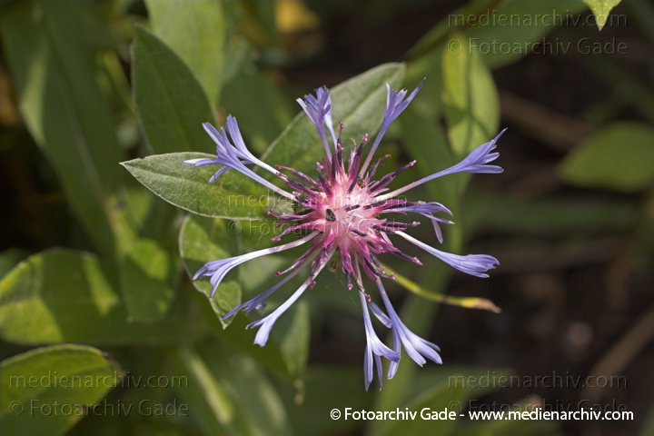 Korbblütler. Berg - Flockenblume.  Centaurea montans
21.  Juni 2005. Mecklenburg-Vorpommern, Carwitz.  Flora. Pflanze. Pflanzen. Wildblume. Blüten. Korbblütler.
Berg - Flockenblume ( Centaurea montana)
Schlüsselwörter: 2005;Berg Flockenblume;Blume;Blüte;Centaurea montana;Flockenblume;Flora;Mecklenburg-Vorpommern;Pflanzen;plants