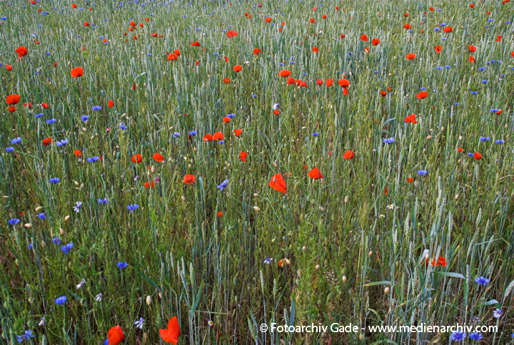   
6.  Juni 2008. Mecklenburg-Vorpommern. Feldberger Seenlandschaft. Getreidefeld in Neuhof mit vielen Kornblumen, Mohnblumen und anderen.
Schlüsselwörter: 2008;Feldberger Seenlandschaft;Flora;Getreidefeld;Korn;Mecklenburg-Vorpommern;Mohnblumen;Neuhof;Pflanzen;plants