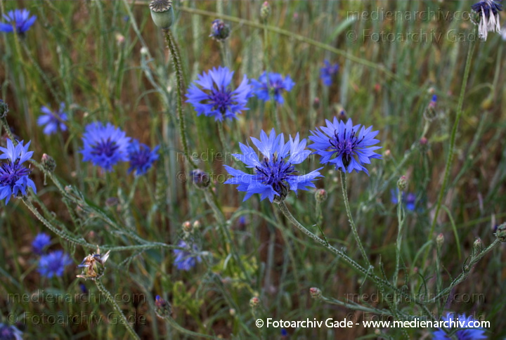   
6.  Juni 2008. Mecklenburg-Vorpommern. Feldberger Seenlandschaft. Getreidefeld in Neuhof mit vielen Kornblumen, Mohnblumen und anderen.
Schlüsselwörter: 2008;Feldberger Seenlandschaft;Flora;Getreidefeld;Korn;Mecklenburg-Vorpommern;Mohnblumen;Neuhof;Pflanzen;plants