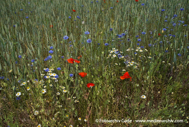Getreidefeld mit vielen Kornblumen, Mohnblumen und andere
6.  Juni 2008. Mecklenburg-Vorpommern. Feldberger Seenlandschaft. Getreidefeld in Neuhof mit vielen Kornblumen, Mohnblumen und anderen.
Schlüsselwörter: 2008;Feldberger Seenlandschaft;Flora;Getreidefeld;Korn;Mecklenburg-Vorpommern;Mohnblumen;Neuhof;Pflanzen;plants