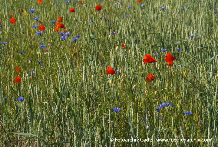 Getreidefeld mit vielen Kornblumen, Mohnblumen und andere
6.  Juni 2008. Mecklenburg-Vorpommern. Feldberger Seenlandschaft. Getreidefeld in Neuhof mit vielen Kornblumen, Mohnblumen und anderen.
Schlüsselwörter: 2008;Feldberger Seenlandschaft;Flora;Getreidefeld;Korn;Mecklenburg-Vorpommern;Mohnblumen;Neuhof;Pflanzen;plants