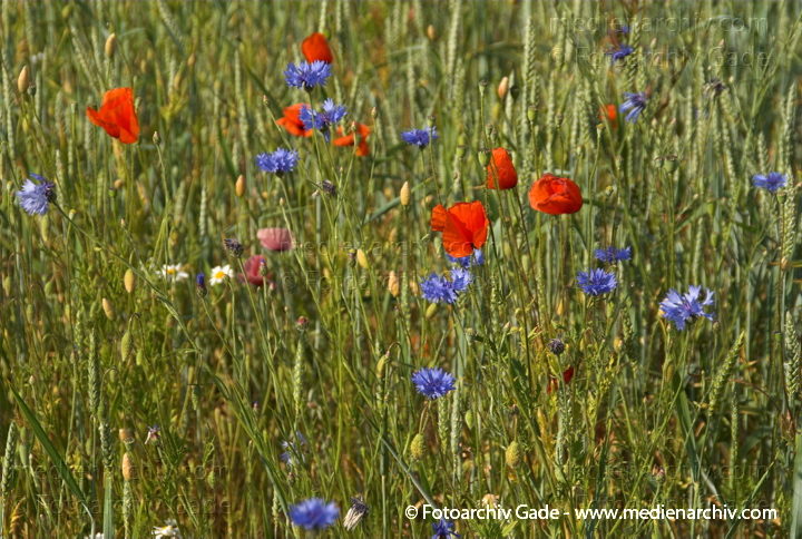 Getreidefeld mit vielen Kornblumen, Mohnblumen und andere
6.  Juni 2008. Mecklenburg-Vorpommern. Feldberger Seenlandschaft. Getreidefeld in Neuhof mit vielen Kornblumen, Mohnblumen und anderen.
Schlüsselwörter: 2008;Feldberger Seenlandschaft;Flora;Getreidefeld;Korn;Mecklenburg-Vorpommern;Mohnblumen;Neuhof;Pflanzen;plants