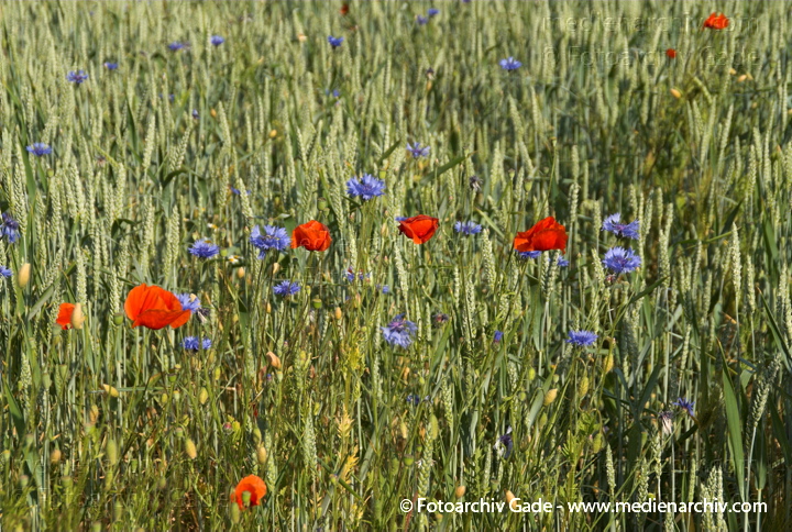   
6.  Juni 2008. Mecklenburg-Vorpommern. Feldberger Seenlandschaft. Getreidefeld in Neuhof mit vielen Kornblumen, Mohnblumen und anderen.
Schlüsselwörter: 2008;Feldberger Seenlandschaft;Flora;Getreidefeld;Korn;Mecklenburg-Vorpommern;Mohnblumen;Neuhof;Pflanzen;plants