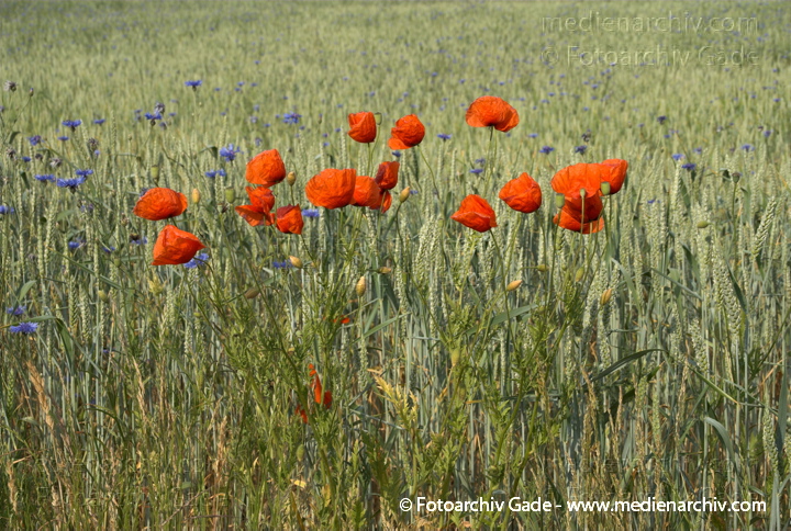 Getreidefeld mit vielen Kornblumen, Mohnblumen und andere
6.  Juni 2008. Mecklenburg-Vorpommern. Feldberger Seenlandschaft. Getreidefeld in Neuhof mit vielen Kornblumen, Mohnblumen und anderen.
Schlüsselwörter: 2008;Feldberger Seenlandschaft;Flora;Getreidefeld;Korn;Mecklenburg-Vorpommern;Mohnblumen;Neuhof;Pflanzen;plants