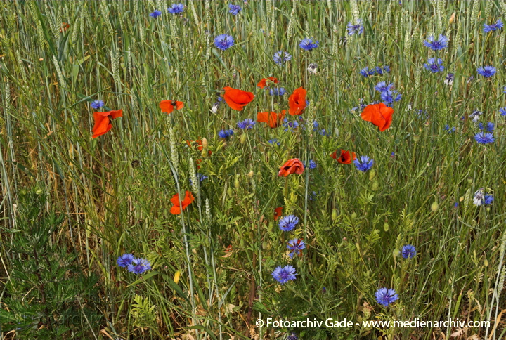 Getreidefeld mit vielen Kornblumen, Mohnblumen und andere
6.  Juni 2008. Mecklenburg-Vorpommern. Feldberger Seenlandschaft. Getreidefeld in Neuhof mit vielen Kornblumen, Mohnblumen und anderen.
Schlüsselwörter: 2008;Feldberger Seenlandschaft;Flora;Getreidefeld;Korn;Mecklenburg-Vorpommern;Mohnblumen;Neuhof;Pflanzen;plants