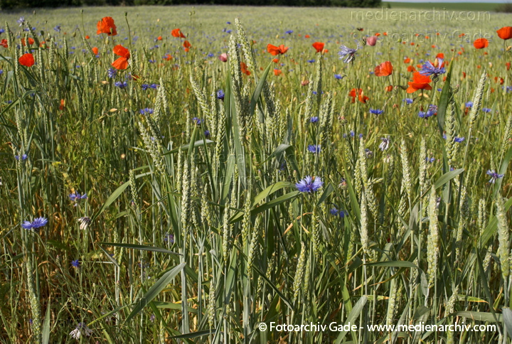 Getreidefeld mit vielen Kornblumen, Mohnblumen und andere
6.  Juni 2008. Mecklenburg-Vorpommern. Feldberger Seenlandschaft. Getreidefeld in Neuhof mit vielen Kornblumen, Mohnblumen und anderen.
Schlüsselwörter: 2008;Feldberger Seenlandschaft;Flora;Getreidefeld;Korn;Mecklenburg-Vorpommern;Mohnblumen;Neuhof;Pflanzen;plants