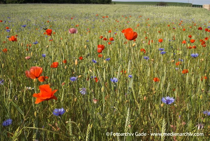 Getreidefeld mit vielen Kornblumen, Mohnblumen und andere
6.  Juni 2008. Mecklenburg-Vorpommern. Feldberger Seenlandschaft. Getreidefeld in Neuhof mit vielen Kornblumen, Mohnblumen und anderen.
Schlüsselwörter: 2008;Feldberger Seenlandschaft;Flora;Getreidefeld;Korn;Mecklenburg-Vorpommern;Mohnblumen;Neuhof;Pflanzen;plants