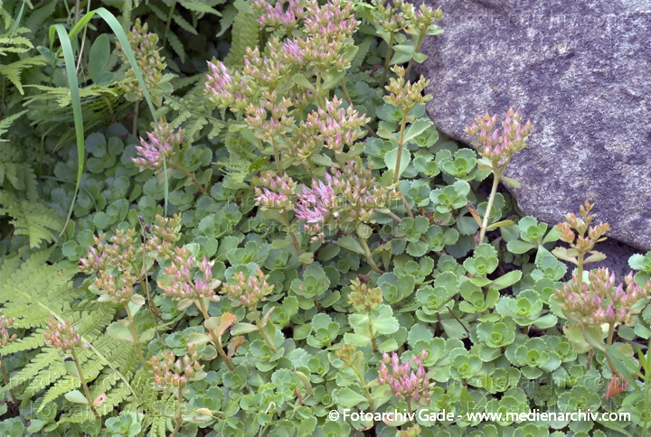 Fetthenne. Sedum spec.
26.  6. 2007. Mecklenburg-Vorpommern. Carwitz. Flora. Pflanzen. Blüten. Fetthenne (Sedum spec.).   Dickblattgewächse (Crassulaceae).
Schlüsselwörter: 2007;Blüte;Carwitz;Flora;Mecklenburg-Vorpommern;Natur;Pflanzen;plants