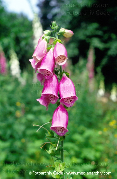 Braunwurzgewächse. Roter Fingerhut. Digitalis purpures
Juni 1997.  Flora. Pflanze. Pflanzen. Blume. Blumen.  Blüten. Rachenblütler. Braunwurzgewächse. Roter Fingerhut (Digitalis purpurea)
Schlüsselwörter: 1997;Blume;Blüte;Braunwurzgewächse;Digitalis purpurea;Fingerhut;Flora;Gift;HeilPflanzen;Pflanze;Pflanzen;plants;Rachenblütler,;Roter Fingerhut