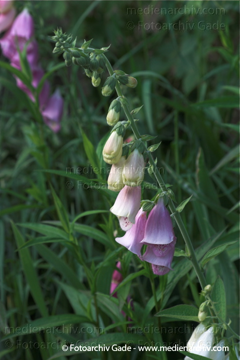 Roter Fingerhut. Digitalis purpurea
2009.  Mecklenburg-Vorpommern. Carwitz. Flora Pflanzen. Rote Fingerhut (Digitalis purpurea). Pflanzengattung: Fingerhüte (Digitalis) Wegerichgewächse (Plantaginaceae)
Schlüsselwörter: 2009;Blüte;Carwitz;Flora;Mecklenburg-Vorpommern;Natur;Pflanzen;plants