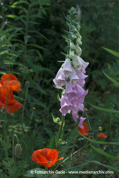 Roter Fingerhut. Digitalis purpures
1.  7. 2010. Mecklenburg-Vorpommern. Carwitz. Flora. Pflanzen. Roter Fingerhut. Digitalis purpures
Schlüsselwörter: 2010;Carwitz;Digitalis purpures;Feldberger Seenlandschaft;Flora;Mecklenburg-Vorpommern;Natur;Pflanzen;plants;Roter Fingerhut