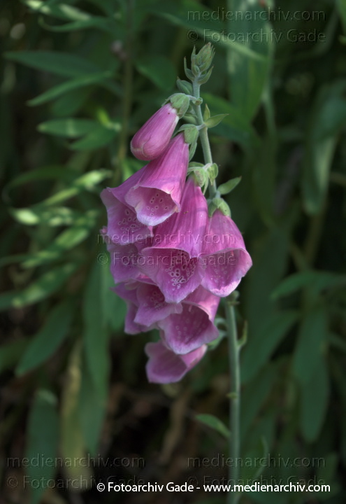 Roter Fingerhut (Digitalis purpurea)
1.  7. 2010. Mecklenburg-Vorpommern. Carwitz. Flora. Pflanzen. Roter Fingerhut (Digitalis purpurea)
Schlüsselwörter: 2010;Carwitz;Feldberger Seenlandschaft;Flora;Glockenblume;Mecklenburg-Vorpommern;Natur;Pflanzen;plants