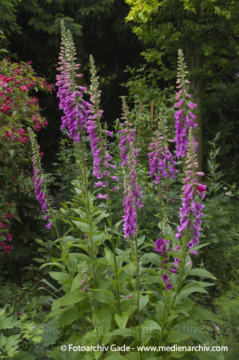Roter Fingerhut. Digitalis purpures
26.  6. 2013. Hemmoor. Garten. Fauna. Pflanzen. Roter Fingerhut (Digitalis purpurea)
Schlüsselwörter: 2013;Digitalis purpurea;Fauna;Flora;Garten;Pflanzen;plants;Roter Fingerhut