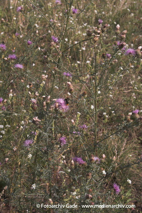 Flockenblume. Centaurea spec.
Juli 2005.  Berlin. Flora. Pflanzen. Flockenblume (Centaurea spec.).   Korbblütler (Asteraceae).
Schlüsselwörter: Berlin;Blüte;Centaurea spec.;Flockenblume;Flora;Natur;Pflanzen;plants