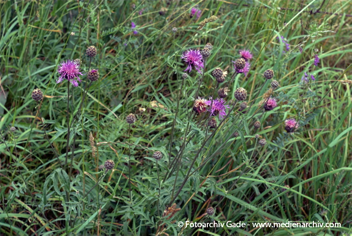 Skabiosen-Flockenblume. Centaurea scabiosa agg.
26.  6. 2007. Mecklenburg-Vorpommern. Carwitz. Flora. Pflanzen. Blüten. Skabiosen-Flockenblume (Centaurea scabiosa agg.).   Korbblütler (Asteraceae).
Schlüsselwörter: 2007;Blüte;Carwitz;Centaurea spec.;Flockenblume;Flora;Mecklenburg-Vorpommern;Natur;Pflanzen;plants
