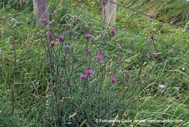 Skabiosen-Flockenblume. Centaurea scabiosa agg.
26.  6. 2007. Mecklenburg-Vorpommern. Carwitz. Flora. Pflanzen. Blüten. Skabiosen-Flockenblume (Centaurea scabiosa agg.).   Korbblütler (Asteraceae).
Schlüsselwörter: 2007;Blüte;Carwitz;Centaurea spec.;Flockenblume;Flora;Mecklenburg-Vorpommern;Natur;Pflanzen;plants