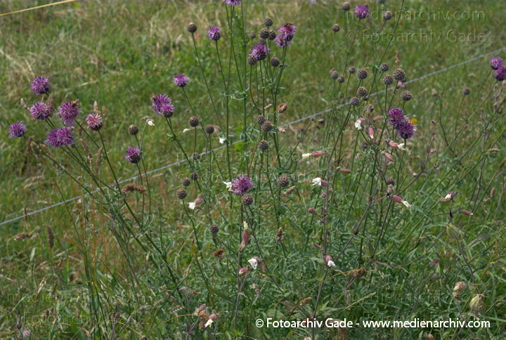 Skabiosen-Flockenblume. Centaurea scabiosa agg.
26.  6. 2007. Mecklenburg-Vorpommern. Carwitz. Flora. Pflanzen. Blüten. Skabiosen-Flockenblume (Centaurea scabiosa agg.).   Korbblütler (Asteraceae).
Schlüsselwörter: 2007;Blüte;Carwitz;Centaurea spec.;Flockenblume;Flora;Mecklenburg-Vorpommern;Natur;Pflanzen;plants