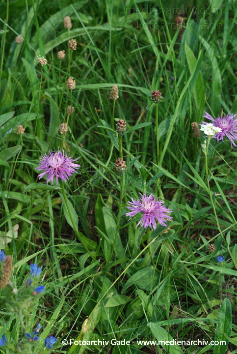 Flockenblumen (Centaurea)
21.  7. 2007. Berlin. Flora. Pflanzen. Flockenblumen (Centaurea)
Schlüsselwörter: 2007;Berlin;Centaurea;Flockenblumen;Flora;Natur;Pflanzen;plants