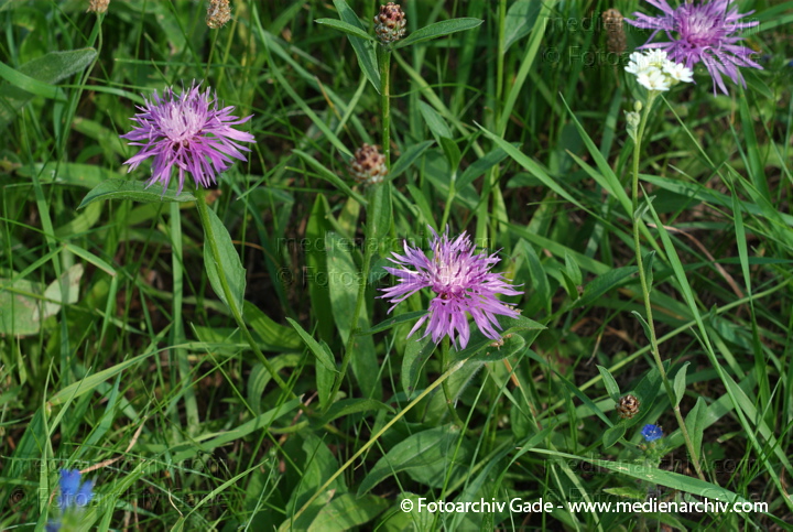 Flockenblumen (Centaurea)
21.  7. 2007. Berlin. Flora. Pflanzen. Flockenblumen (Centaurea)
Schlüsselwörter: 2007;Berlin;Centaurea;Flockenblumen;Flora;Natur;Pflanzen;plants
