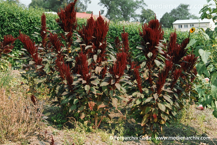Fuchsschwanzgewächse (Amaranthaceae)
24.  8. 2002.  Mecklenburg-Vorpommern. Carwitz. Flora. Pflanzen. Rotblättriger Garten-Fuchsschwanz (Velvet Curtains)
Schlüsselwörter: 2002;Carwitz;Deutschland;Flora;Mecklenburg-Vorpommern;Natur;Pflanzen;plants;Rotblättriger Garten-Fuchsschwanz Velvet Curtains