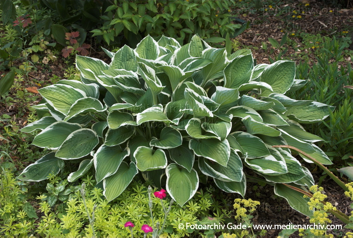 Funkien. Hosta
26.  6. 2008. Flora. Pflanzen. Funkien. Hosta
Schlüsselwörter: 2008;Flora;Funkien;Hosta;Natur;Pflanzen;plants