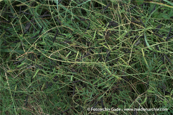 Futterwicke (Vicia sativa)
19.  7. 2009. Brandenburg. Linum. Flora. Pflanzen. Futterwicke (Vicia sativa)
Schlüsselwörter: 2009;Brandenburg;Flora;Futterwicke;Linum;Natur;Pflanzen;plants;Vicia sativa