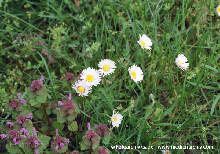 Mehrjähriges Gänseblümchen. Bellis perennis und Purpurrote Taubnessel. Lamium purpureum
Mai 2002.  Berlin. Flora. Pflanzen. Wildblume. Mehrjähriges Gänseblümchen, Maßliebchen, Marienröschen (Bellis perennis).   Korbblütler (Asteraceae)
Schlüsselwörter: 2002;Berlin;Berllis perennis;Blume;Blüte;Efeu- Gundermann;Flora;Glechoma hederacea;Gundelrebe;Gundermann;Gänseblümchen;Korbblütengewächse;Pflanzen;plants