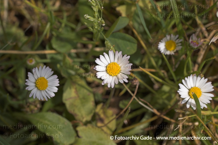  
21.  Juni 2005. Berlin. Mecklenburg-Vorpommern, Carwitz. Flora. Pflanze.  Pflanzen. Kornblütler
Gänseblümchen, Maßliebchen, Marienröschen  (Bellis perennis)
Schlüsselwörter: 2005;Bellis perennis;Blume;Blüte;Flora;Gänseblümchen;Kornblütler;Marienröschen;Maßliebchen;Mecklenburg-Vorpommern;Pflanzen;plants