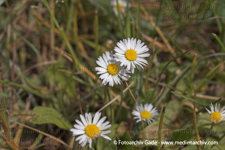  
21.  Juni 2005. Berlin. Mecklenburg-Vorpommern, Carwitz. Flora. Pflanze.  Pflanzen. Kornblütler
Gänseblümchen, Maßliebchen, Marienröschen  (Bellis perennis)
Schlüsselwörter: 2005;Bellis perennis;Blume;Blüte;Flora;Gänseblümchen;Kornblütler;Marienröschen;Maßliebchen;Mecklenburg-Vorpommern;Pflanzen;plants