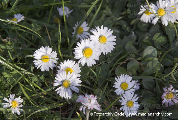 Mehrjähriges Gänseblümchen. Bellis perennis
22.  4. 2007. Berlin. Flora. Pflanzen. Wildpflanzen. Mehrjähriges Gänseblümchen (Bellis perennis).   Korbblütler (Asteraceae). Höhe: 5 bis 15cm. Blütezeit: Januar bis Dezember. Weisse Blüten.
Schlüsselwörter: 2007;Berlin;Flora;Frühling;Gänse;Gänseblümchen;Pflanzen;plants