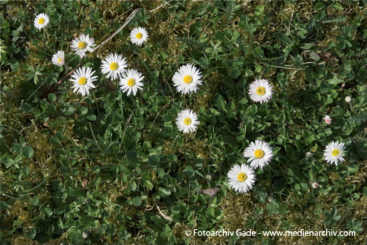 Linum.  Frühling
10.  4. 2009. Brandenburg. Linum. Flora. Pflanzen. Frühling. Gänseblümchen (Bellis perennis). Korbblütler (Asteraceae)
Schlüsselwörter: 2009;Blüte;Brandenburg;Flora;Frühling;Gänseblümchen;Linum;Natur;Pflanzen;plants