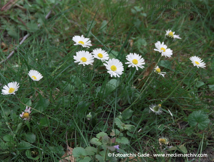 Blüten. Gänseblümchen. Bellis perennis. Korbblütler. Asteraceae
10.  5. 2009. Berlin. Flora Pflanzen. Blüten. Gänseblümchen (Bellis perennis). Korbblütler (Asteraceae)
Schlüsselwörter: 2009;Bellis perennis;Berlin;Blüte;Flora;Gänseblümchen;Natur;Pflanzen;plants