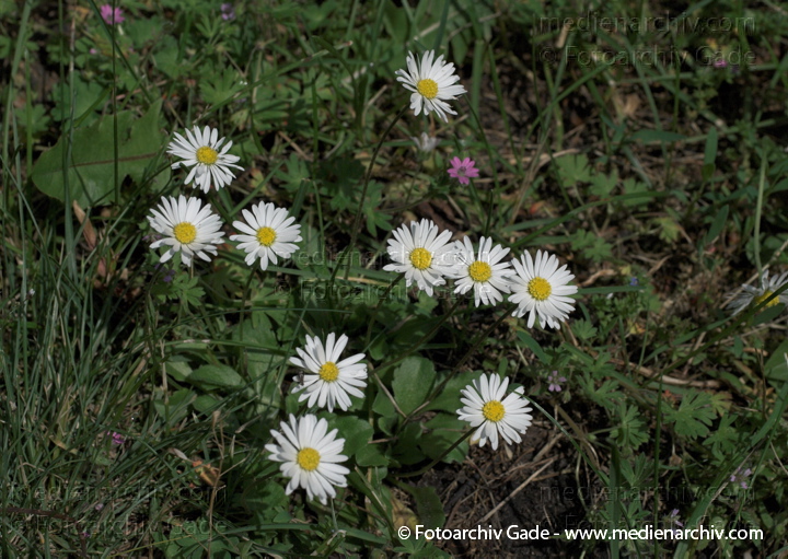 Gänseblümchen. Bellis perennis
31.  5. 2009. Berlin. Berlin-Mitte. Wedding (Nordufer und Rehberge) Flora. Pflanzen. Blüten.
Schlüsselwörter: 2009;Bellis perennis;Berlin;Blüte;Flora;Gänseblümchen;Natur;Pflanzen;plants